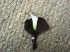 boutonniere calla