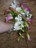 calla dendrobium