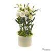 composition lysianthus