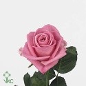 A fleur de coeur