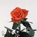 A fleur de coeur