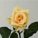 A fleur de coeur