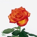 A fleur de coeur