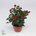 A fleur de coeur