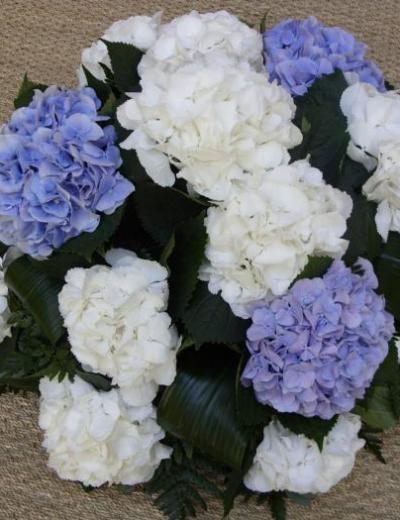 boule d'hortensia